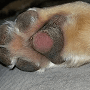 Paw Pad Issues and Injuries