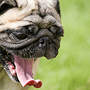 Sneezing