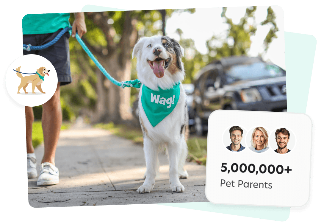 A dog walker on Wag! walking a happy dog