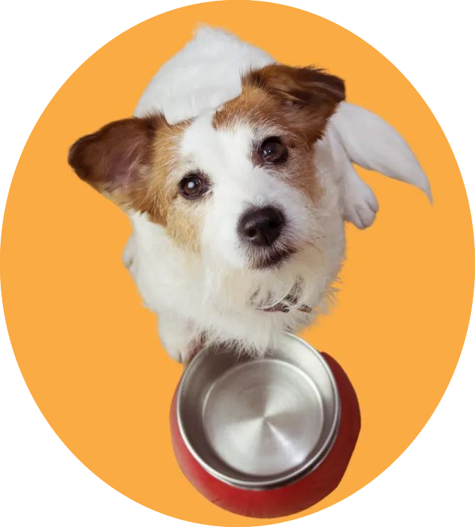 dog-and-food-bowl